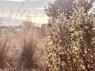 Cistus Plant in Sepia Tone – Minimal Botanical Background