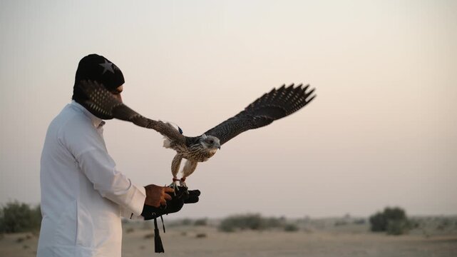 Falcon starting to fly in superslowmotion from hand of reeder in Dubai