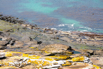 Group of Magellanic penguins stands on colorful rocky shore by the turquoise waters of the Falkland Islands.