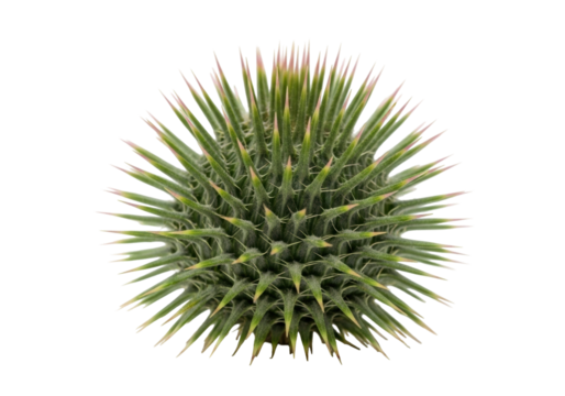 Isolated prickly thistle plant, green burr with thorns for protection, prickly flower bud