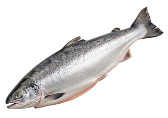 Isolated Rainbow Trout - Freshly Caught Fish, Wild Food From Ocean, Shiny scales, Tasty Dinner