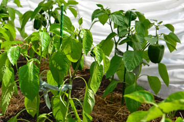 Healthy Bell Pepper Plants Growing in a Greenhouse with sunlight