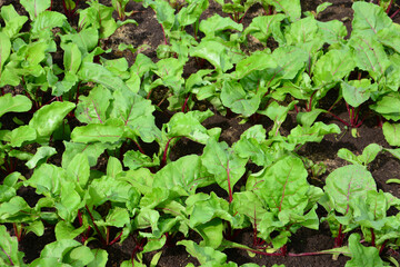 Young Beet root Plants Growing in a Garden