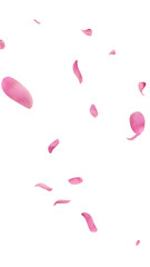 Vertical falling pink tulip petals overlay on transparent background 3D render