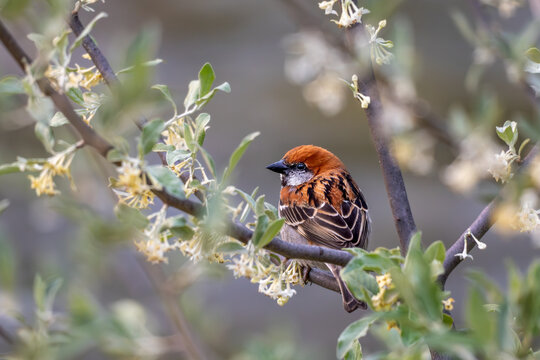 View of a russet sparrow perched delicately on a flowering branch, its warm hues contrasting with the soft green foliage, a moment of serenity, Paro, Paro, Bhutan.