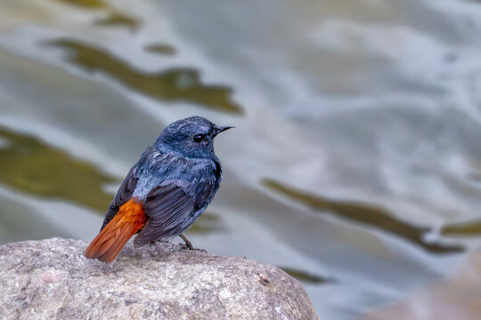 View of a small bird with dark plumage and a vibrant orange tail perched on a weathered rock against a blurred backdrop of rippling water, Paro, Paro, Bhutan.