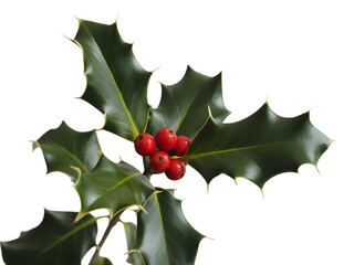 Sprig of holly with red berries isolated on transparent background