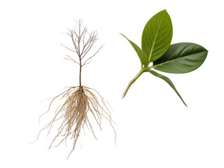 Plant seedling with roots and leaves isolated on transparent background