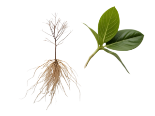 Plant seedling with roots and leaves isolated on transparent background