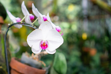 A blooming white Phalaenopsis orchid with purple centers, captured with soft focus and natural garden lighting for a delicate botanical look.