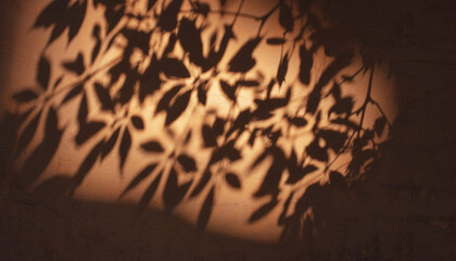 Warm light casts intricate shadows of leaves and branches onto a textured wall surface.