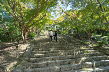 Fototapeta premium Two people ascend wide stone steps under lush green trees toward a shrine gate structure