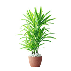 Fototapeta premium Bring a touch of nature indoors with this elegant Dracaena plant in a terracotta pot, perfect for adding a fresh, vibrant accent to any modern home or office space today
