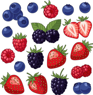 Create a kinds of deferent Berries and strawberries vector art with white background..