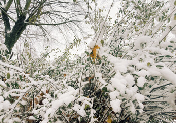 Close-up of fresh snow resting on green leaves, capturing the delicate winter texture and natural plant dormancy during the seasonal frost.