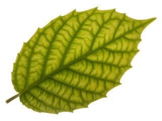 Detailed illustration of a single green leaf with serrated edges isolated on transparent background