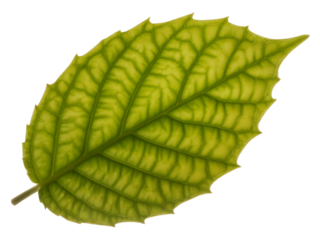 Detailed illustration of a single green leaf with serrated edges isolated on transparent background