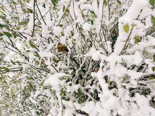 Close-up of fresh snow resting on green leaves, capturing the delicate winter texture and natural plant dormancy during the seasonal frost.