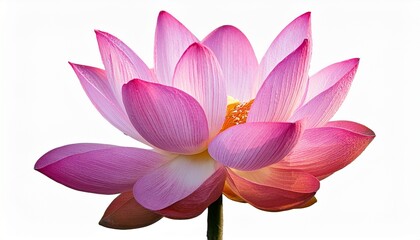 Pink Lotus Flower Blooming Against White Background Zen Peace Beauty