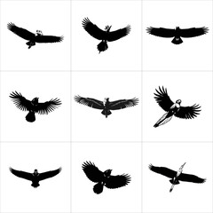 Black silhouettes of various birds in flight, isolated on white background