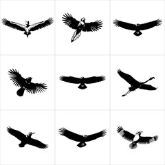 Collection of various bird silhouettes in flight isolated on white background