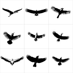 Set of black bird silhouettes in flight isolated on white background