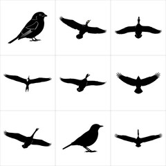 Bird silhouettes set, various poses, flying and standing, isolated on white background