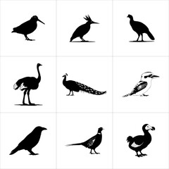 Collection of various bird silhouettes isolated on white background