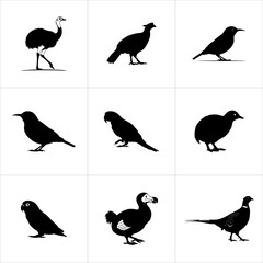 Set of various bird silhouettes in black, isolated on white background