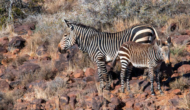 Cape Mountain Zebra cow and her foal near Doornhoek. - Powered by Adobe