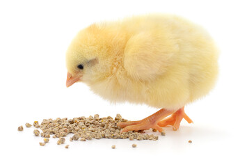Yellow broiler chick eating feed isolated on white © olhastock