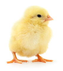 Yellow broiler chick isolated on white close-up