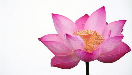 Pink Lotus Flower Blossom Isolated on White Background Serene Beauty and Symbol of Purity