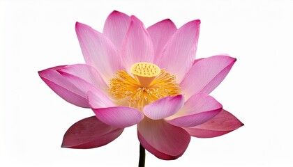 Pink Lotus Flower Blossom on White Background Close Up