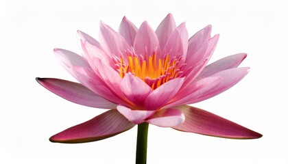 Pink Lotus Flower Isolated on White Background Beauty Purity and Zen