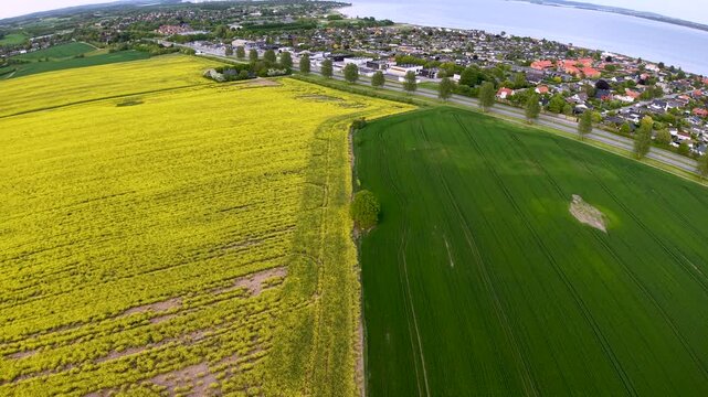 Aerial drone view of vibrant mustard fields contrasted with adjacent green farmland near Mols Bjerge National Park, capturing patchwork crops and rural countryside.