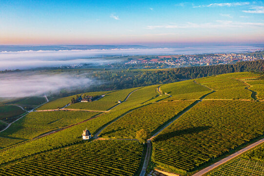 Aerial view of the vineyards near Eltville in the warm light of sunrise with the Rhine River covered with fog in the background