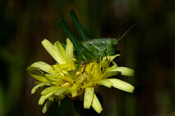 A green grasshopper is captured in close-up while sitting on a yellow wildflower, hiding among the petals on a warm summer day in nature.