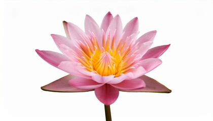 Pink Lotus Flower Beauty Harmony and Spiritual Enlightenment