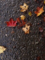 Top view of a few autumn leaves on wet asphalt in September.