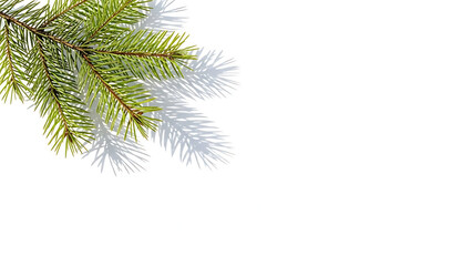 Obraz premium Vibrant evergreen spruce branch with delicate, fresh needles gently extends, casting a soft, airy shadow on pristine white, perfect for clean seasonal designs