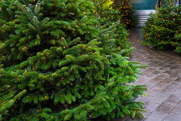 Green Christmas tree decorated with warm string lights outdoors. Detailed view of needles and glowing garland, creating a natural winter holiday atmosphere for festive and seasonal theme
