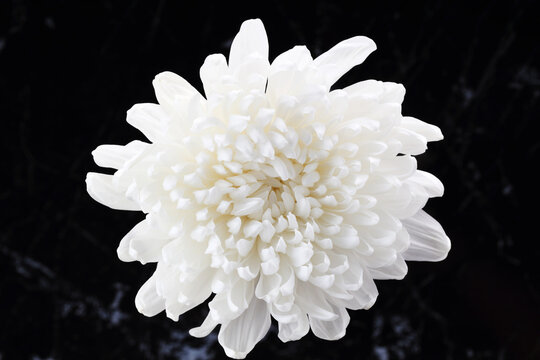 White flower, Chrysanthemum, on black marble background. top view - Powered by Adobe