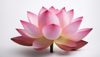 Elegant Pink Lotus Flower Blossom Against Clean White Background