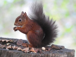 Close view of a Red Squirrel holding a chestnut in its paws while sitting on top of a cut-down tree trunk. The Squirrel has an upright dark fluffy tail.