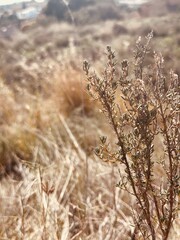 Thyme Plant in Sepia Tone Over Dry Grass – Botanical Close-Up