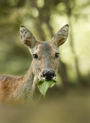  female roe deer