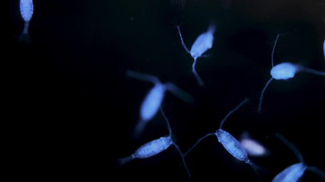 Zooplankton and plankton of the White Sea under a microscope. Various types of Copepoda. Under ultraviolet light.