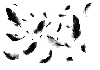 Black feathers falling on transparent backdrop symbolizing freedom flight or ethereal beauty with dark avian plumage scattered elegantly