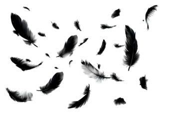Black feathers falling on transparent backdrop symbolizing freedom flight or ethereal beauty with dark avian plumage scattered elegantly